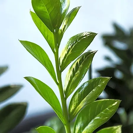 Interhotel Vratislav